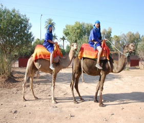 Camel Ride in Palmeraie